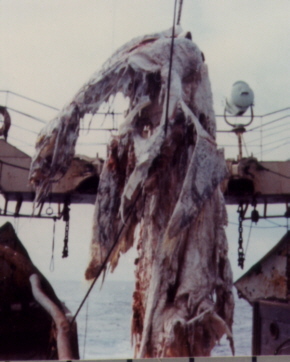 I am of course talking about the ZUIYO-MARU CARCASS: the large, decomposed body of a sea creature, ‘captured’ by accident in the nets of the Japanese fishing vessel the Zuiyo-maru on April 25th 1977 while they were about 48km off the east coast of Christchurch, New Zealand…