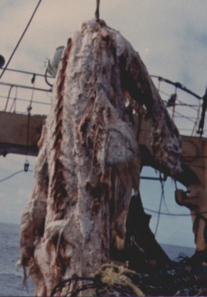 I am of course talking about the ZUIYO-MARU CARCASS: the large, decomposed body of a sea creature, ‘captured’ by accident in the nets of the Japanese fishing vessel the Zuiyo-maru on April 25th 1977 while they were about 48km off the east coast of Christchurch, New Zealand…