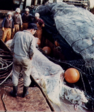 It was the rotting carcass of a big vertebrate, about 10m long, initially identified as a rotting whale. It was hoisted on board and dumped on the deck, and a series of colour photos were taken by crewman (and acting section chief for Taiyo Fishery Company) Michihiko Yano...