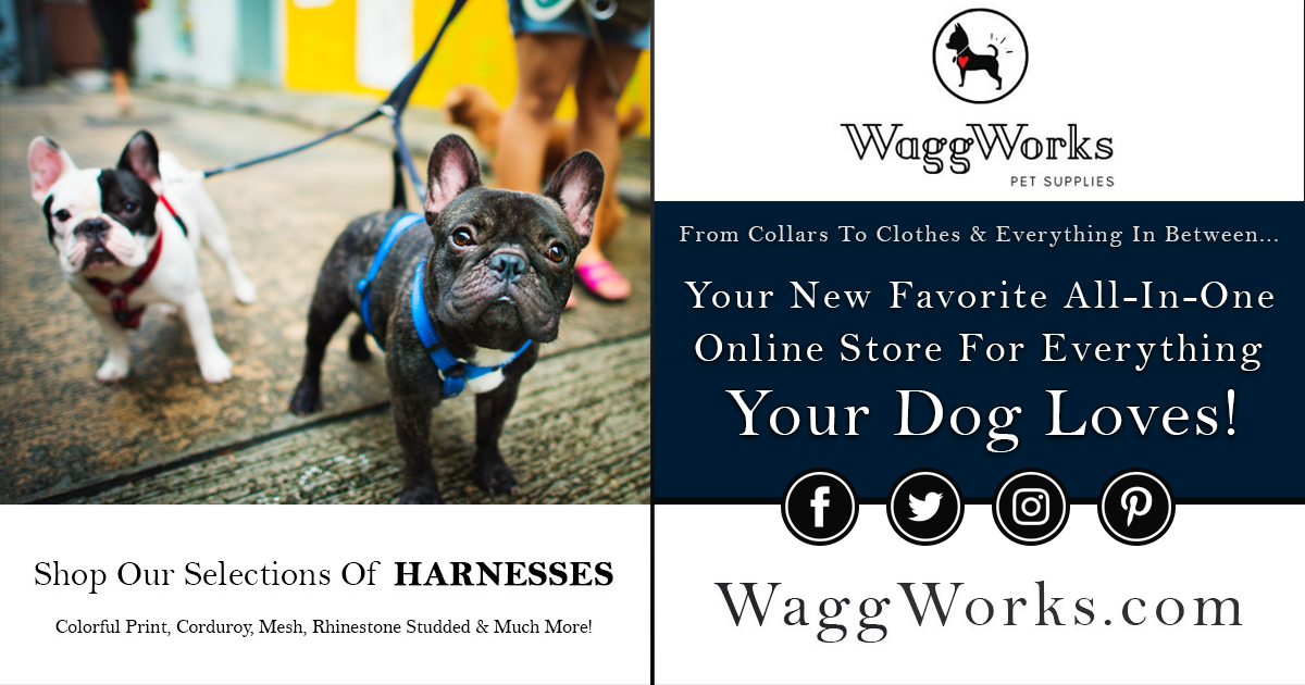 WaggWorks's tweet image. #waggworks #dogharness #meshharness #dogleash #dogmom #fosterdogmom