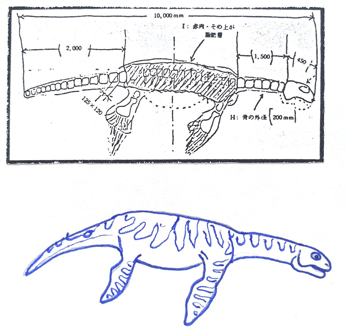 .... where he thought the mandible should be. He’d seemingly made up his mind that it _was_ a plesiosaur carcass (drawings by me).