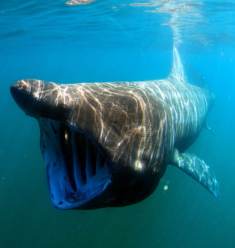 It’s obvious that, by the time, the most popular suggestion among scientists was that the ZMC was that of a very large shark, specifically a Basking shark (all images in public domain)…  #sharks  #cryptozoology  #monsters