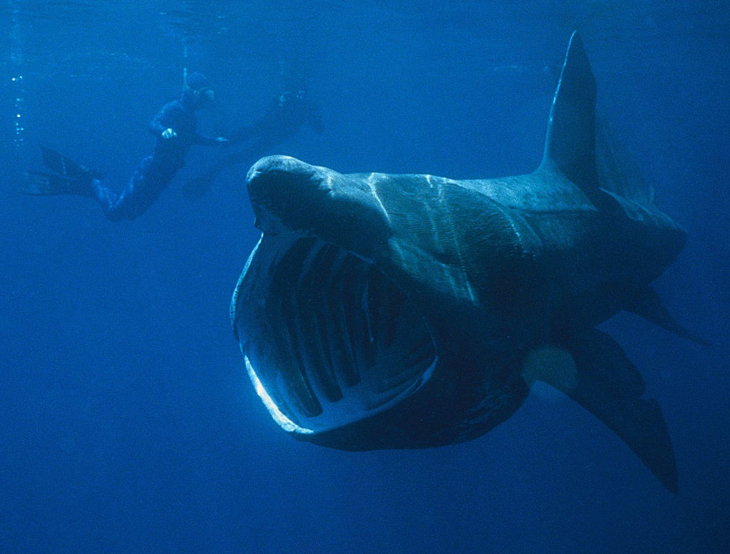 It’s obvious that, by the time, the most popular suggestion among scientists was that the ZMC was that of a very large shark, specifically a Basking shark (all images in public domain)…  #sharks  #cryptozoology  #monsters