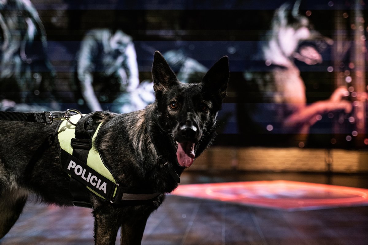 navedelmisterio's tweet image. Se llama CHULA, tiene 15 meses, es especialista en detección de estupefacientes (y es Milenaria) #CuartoMilenio