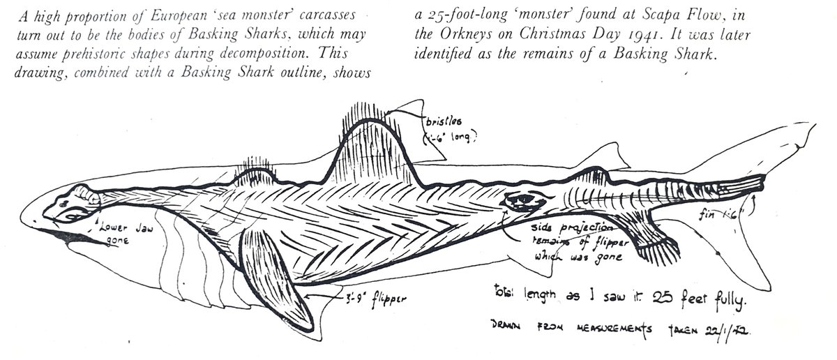 Un altro esempio è la carcassa di Scapa Flow del 1941, anch'essa trovata sulle Orcadi e implicata per provenire da un mostro simile a un plesiosauro fino a quando non è stata identificata come un'altra carcassa di squalo elefante...