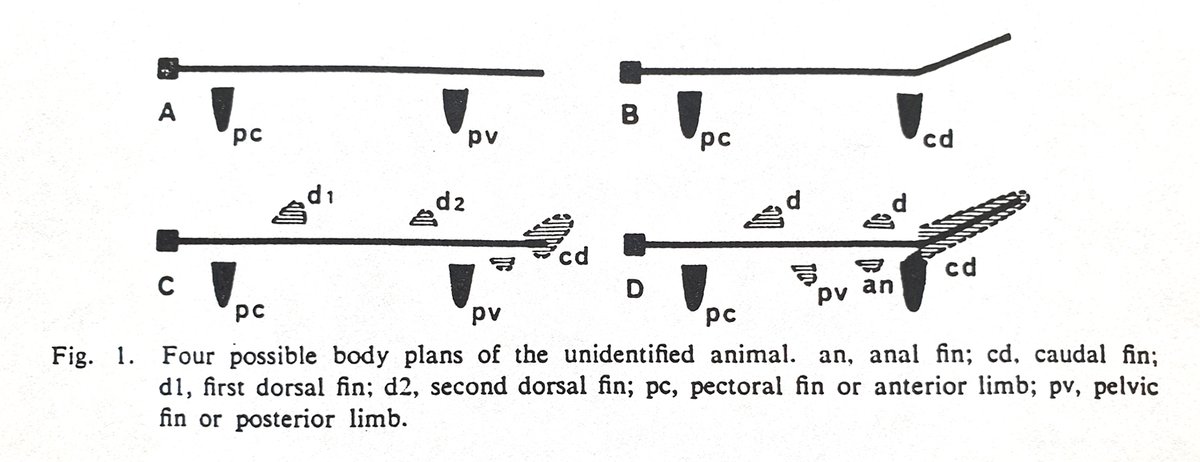 Fuijio Yasuda and Yasuhiko Taki compared the ZMC with fishes, and agreed with the shark identification, as did Yoshikazu Hasegawa and Teruya Uyeno, who specifically tested the plesiosaur claim and found it wanting, as did ichthyologist Tokiharu Abe…