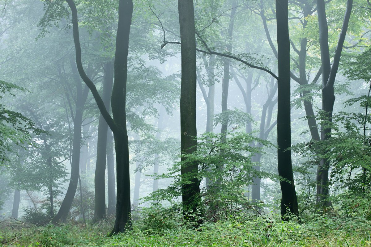 Beautiful mist in Buckholt Wood NNR last week @CotswoldsAONB <a href="/NaturalEngland/">Natural England</a>