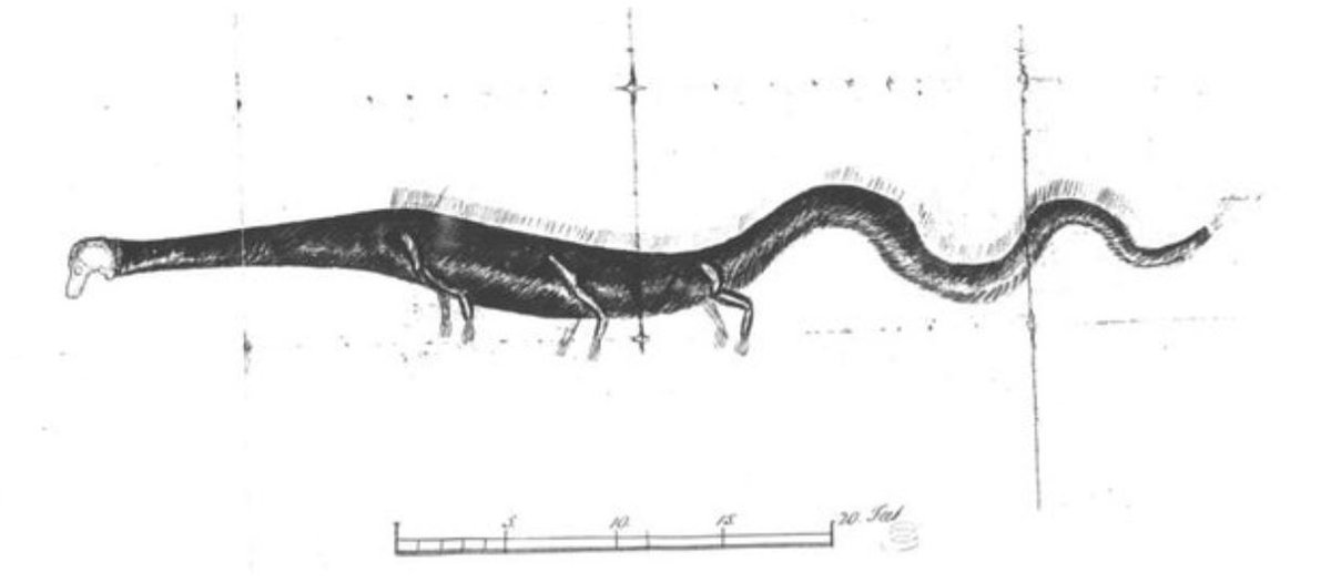 La più antica e famosa di queste è la carcassa del 1808 di Stronsay nelle Orcadi (Scozia), che si dice abbia un collo lungo, una copertura di setole, tre paia di arti e una lunga coda... #mostri #crittozoologia #mostri marini