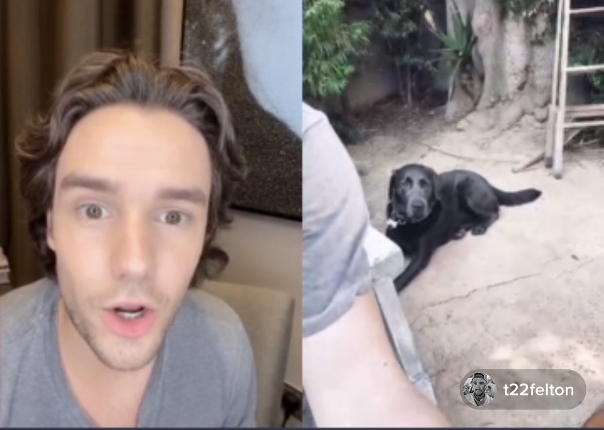 Liams reaction to toms dog
