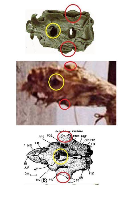 .... alcune viste dimostrano la presenza dell'apertura dorsale prominente - il forame epifisario - caratteristica degli #squali (ed evidente anche nella scatola cranica di Stronsay, come mostrato qui);  montaggio di Markus Hemmler …