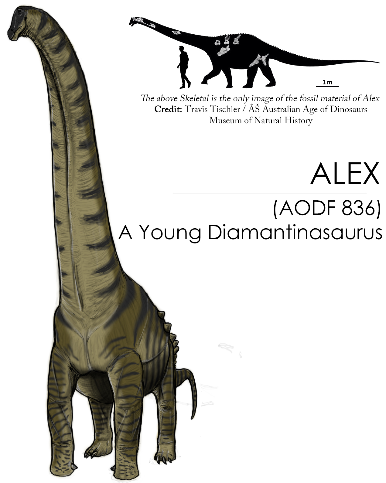 Diamantinasaurus