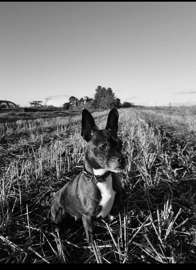lauz1204's tweet photo. My Beautiful Jessie 🐶💜    

No One Will Ever Know How Much I Love Her, But That’s OK .................. She Knows 💜 https://t.co/JYvAn5XuWt