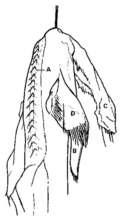 .... but a dorsal fin. As Hasegawa and Uyeno said in 1978 “the position is too high and close to the vertebral column to be [a] pectoral fin”. Needless to say, this large dorsal fin is consistent with a shark identification (drawing by Glen Kuban).  #cryptozoology  #monsters