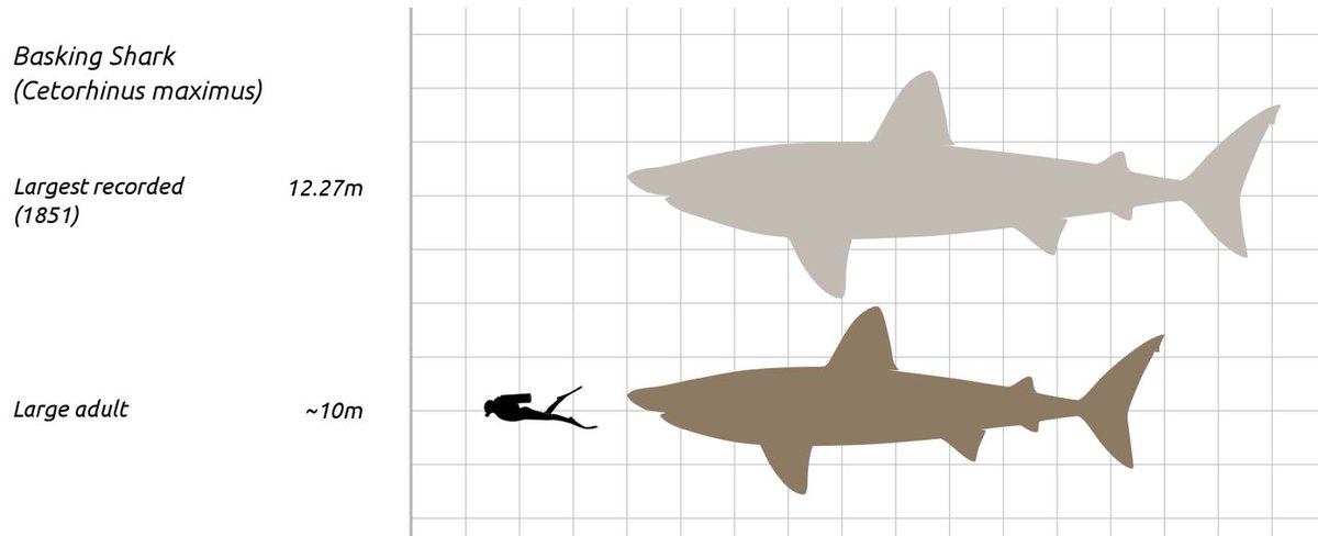 Also worth mentioning here is that the size of the ZMC was consistent with a Basking shark identification: 10m is within the range of this species, albeit very much at the upper end AND representing a size rare in modern populations (pic by Steveoc86)...  #sharks