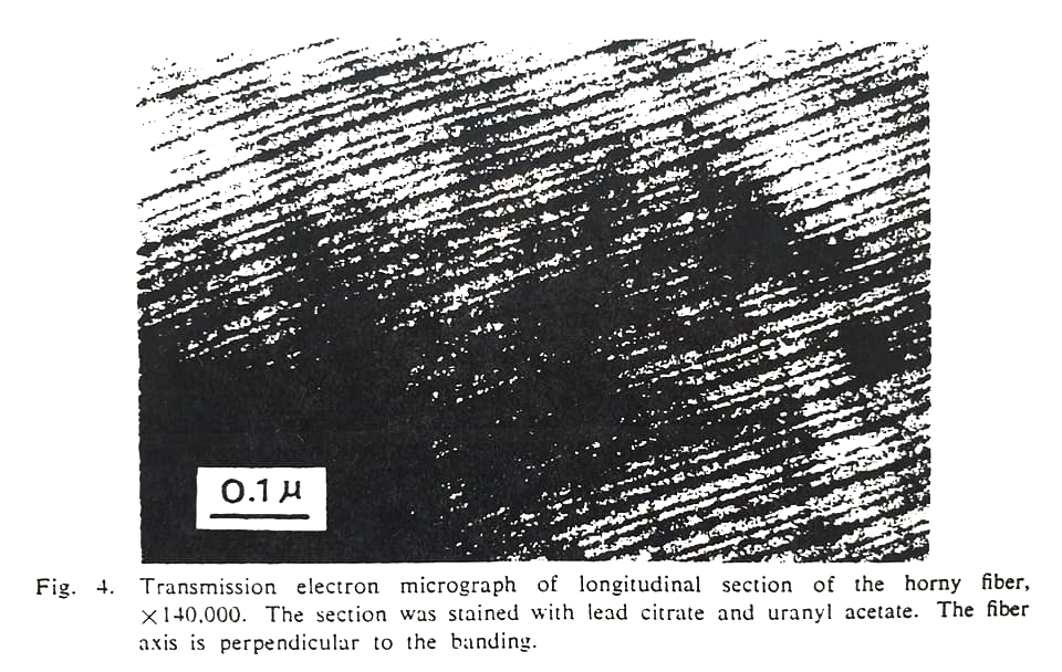 Kimura et al.  ha anche esaminato una delle fibre al SEM e notato bande evidenti, le bande essendo disposte a intervalli di 450-500 angstrom (1 angstrom, o Å = un decimiliardesimo di metro)...