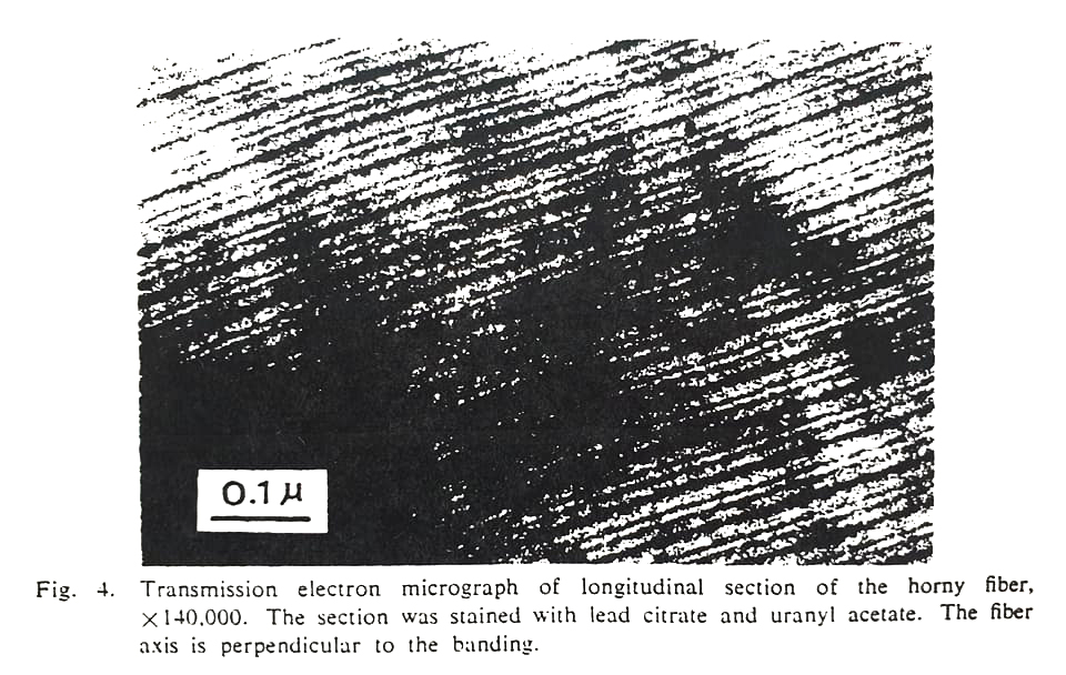 Kimura et al. also examined one of the fibres under SEM and noted obvious banding, the bands being arranged at 450-500 angstrom intervals (1 angstrom, or Å = one ten-billionth of a metre)...