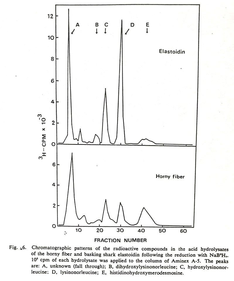They also examined the amino acid composition of the fibres. It was similar to Basking shark elastoidin but differed in lacking the high tyrosine and histidine values typical of Basking sharks, which was surprising. BUT... the ZMC fibres were treated with bleach...