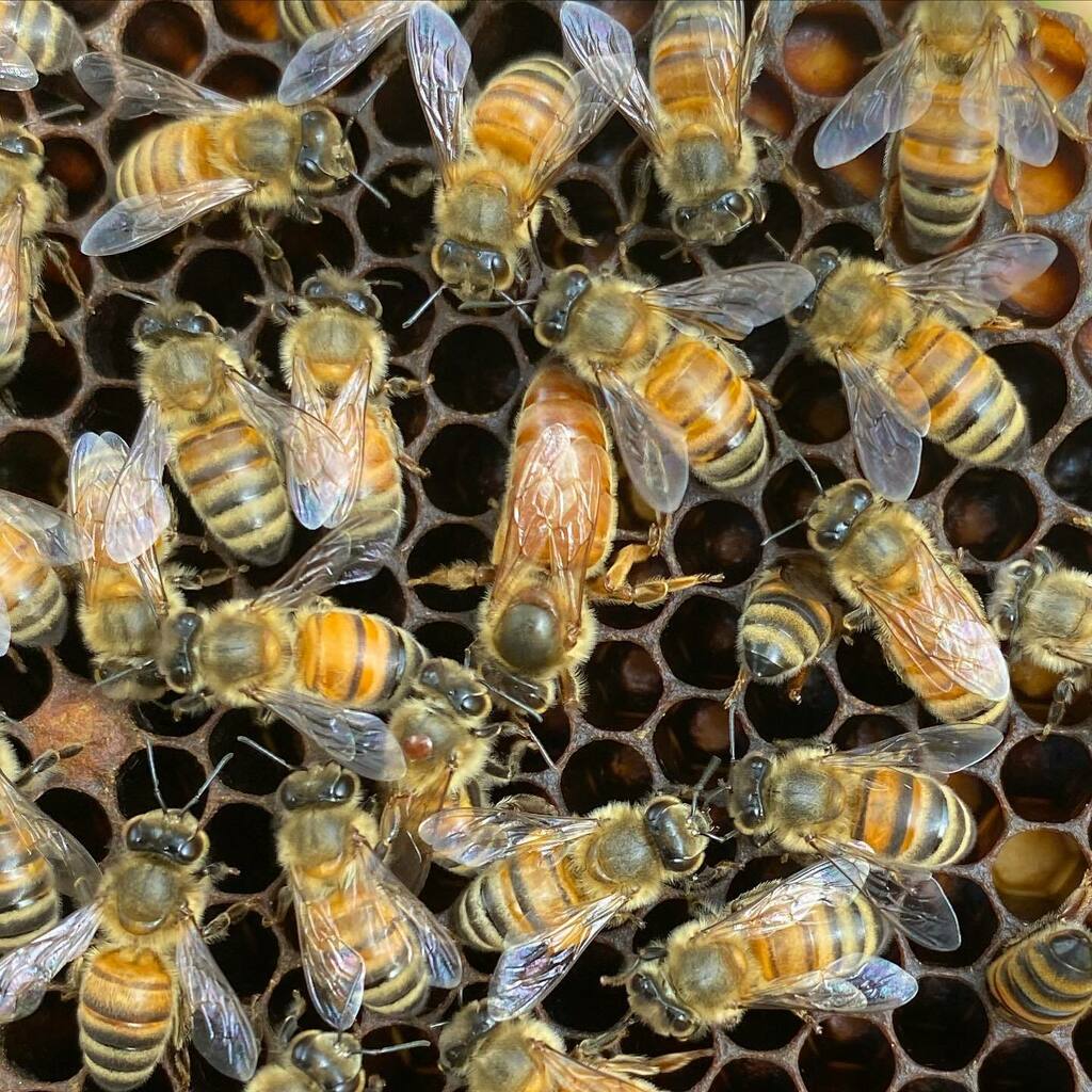 ecobeesupply's tweet photo. Royalty https://t.co/ALaDXfBGA2 https://t.co/QcA0LaKmga