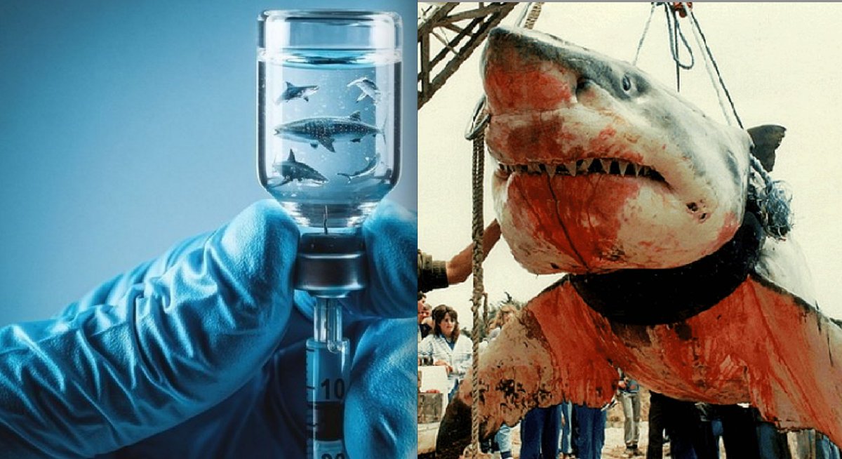 Petition Watch: <a href="/SharkAllies/">Shark Allies</a> Sign-able
Petition Aims to Stop 500,000 Sharks from Being Killed to Manufacture COVID-19 Vaccines -- environews.tv/world-news/pet… via <a href="/EnviroWorldNews/">EnviroNews WorldNews</a> <a href="/EnviroNews/">EnviroNews</a> #COVID19 #Coronavirus #CoronavirusVaccine