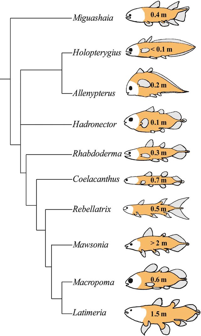 In no way would it weaken evidence for evolution. It would more likely _support_ it, since we’d see evidence for change over time in the lineage concerned, just as we do in, say,  #coelacanths and all the other animal groups which have persisted from the Mesozoic to the present….