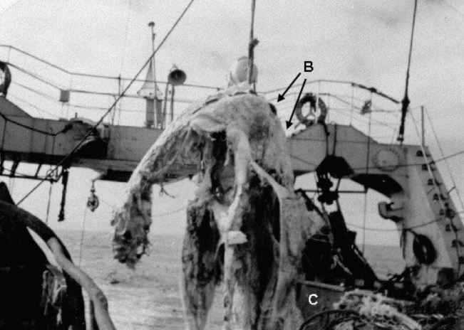 ... his main point of evidence being the alleged presence of two small, paired dorsal fins on the anterior part of the back (marked ‘B’ in Goertzen’s figure here… umm, I’m struggling to see them)…