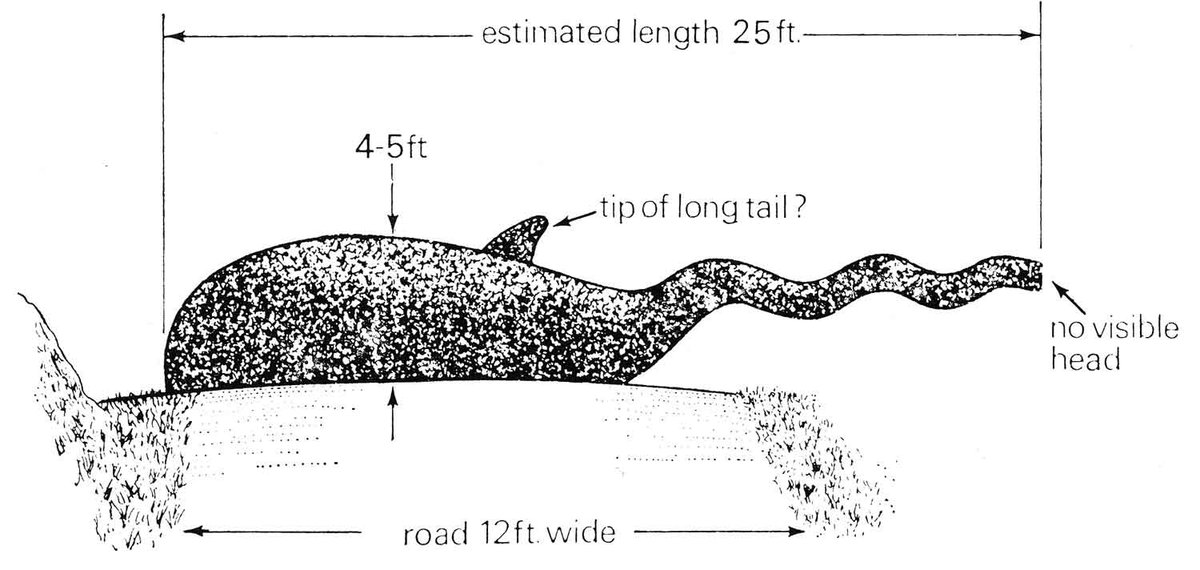 Sono particolarmente affezionato al fatto che la struttura della "spalla" riportata sullo Spicer #LochNessMonster del 1933 sia stata definita da Goertzen come un altro di questi presunti dettagli anatomici distintivi.  Oh.