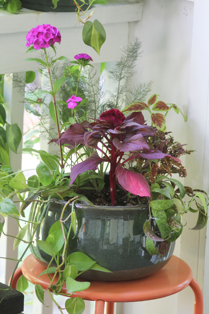 A living 'potpourri' 💐 I had a bunch of cuttings rooting in water forever and picked up a few new plants last week... see if you can spot them all!