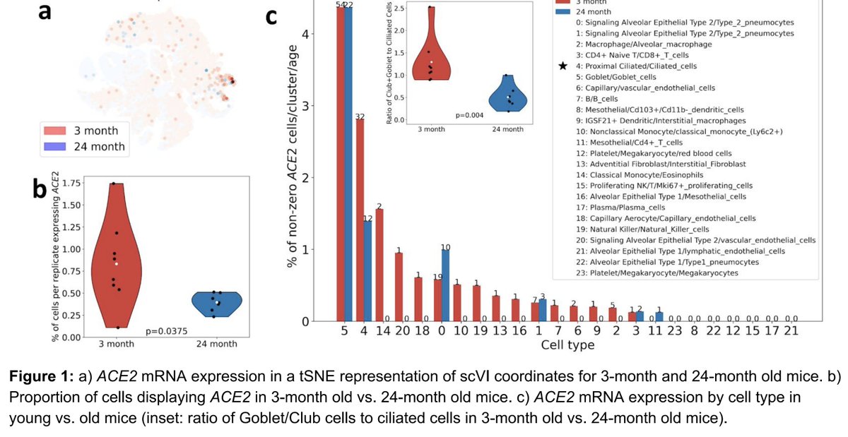 From the outset of the  #covid19 pandemic, it's been clear that risk of death increases sharply with age. But why? The intuitive hypothesis is that ACE2 expr. increases w/ age, but early in April,  @sinabooeshaghi and I showed the opposite is true in mice.  https://www.biorxiv.org/content/10.1101/2020.04.02.021451v1