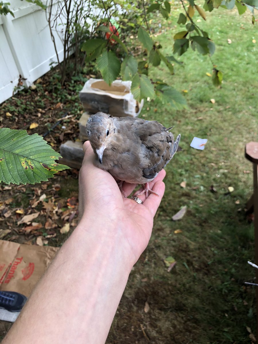 This (we think?) dove just straight up landed on my husband’s shoulder.