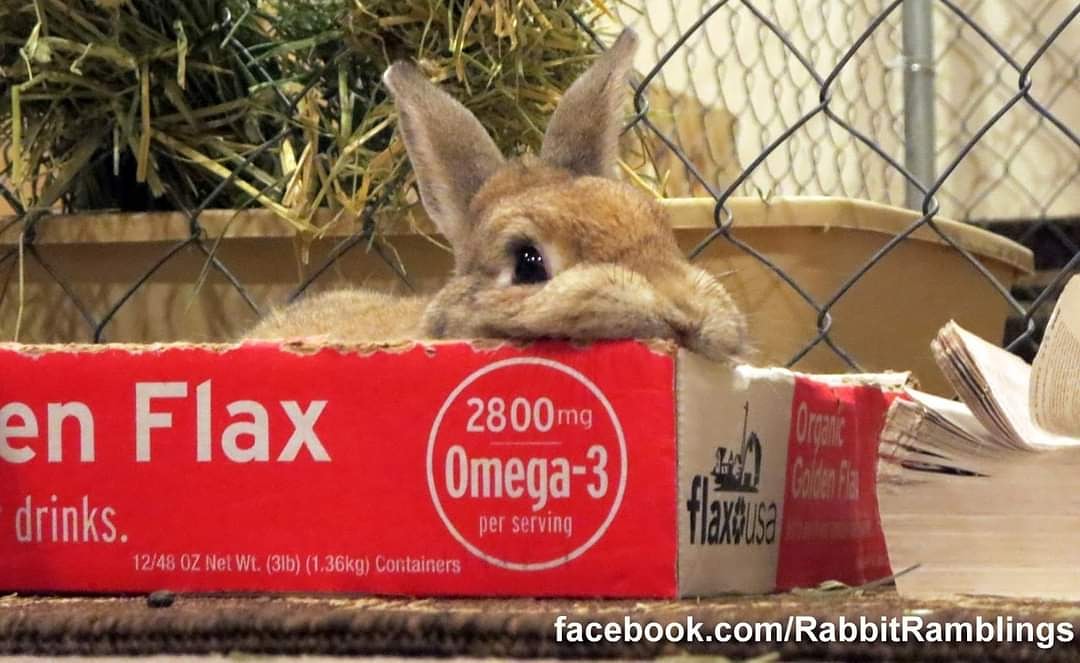 BunyaRR's tweet photo. Bunya would have been 13 today. We were planning on a bun mitzvah.
We lost the amazing, intelligent, and funny Mr. B August 4th.
Miss him so much. https://t.co/fnUpt0Qbj7
