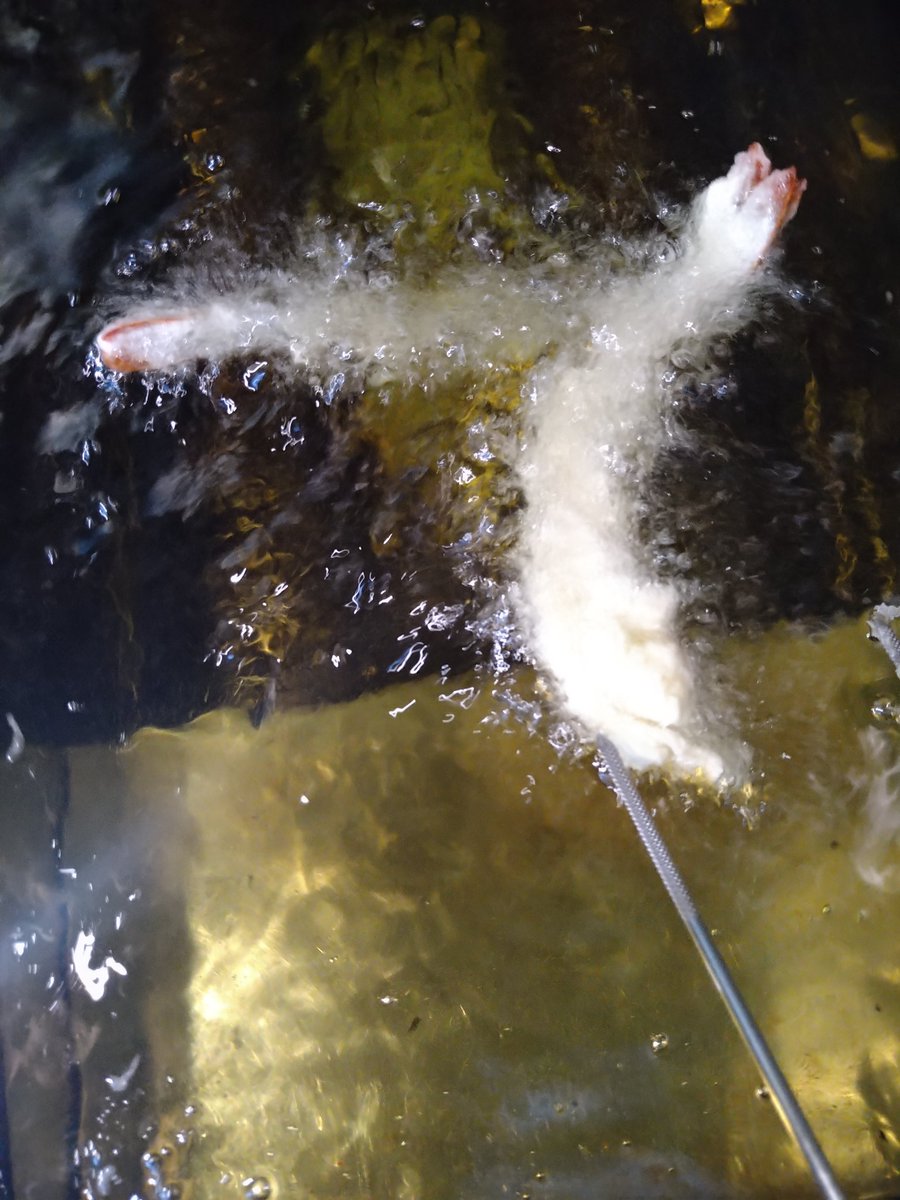 yamabiko1208's tweet image. あいにくの空模様ですが…
一週間のスタートです。
#越谷市 　＃越谷レイクタウン　＃手打ちそばやまびこ　＃いなかそば　＃ランチ　＃おいしいそば　＃おいしい天ぷら　＃鴨南蛮　＃鴨汁そば　＃鴨汁うどん　＃駐車場１８台　＃全５８席　
揚げ油、新しくして皆さんのお越しをお待ちしております。