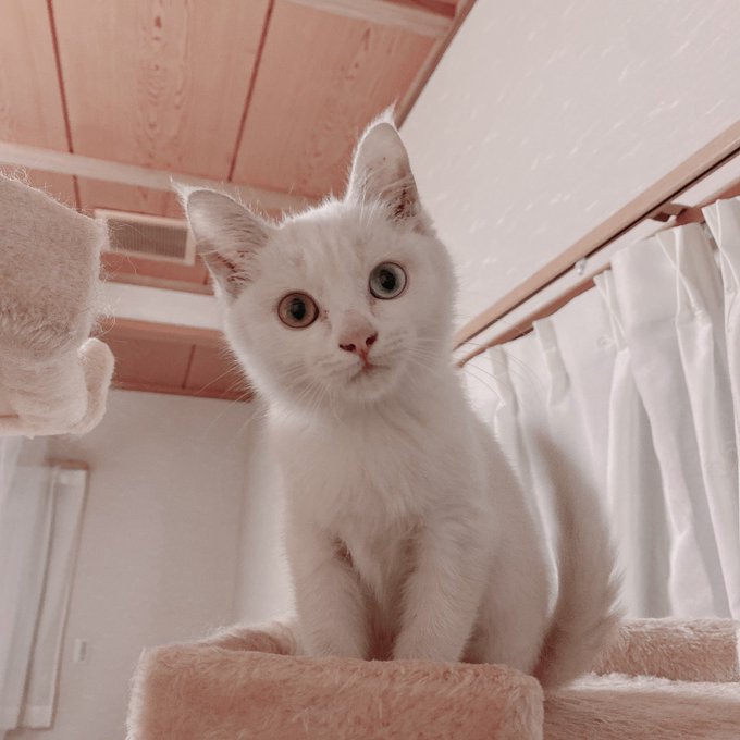 コスプレイヤー凸守たかねのTwitter画像3