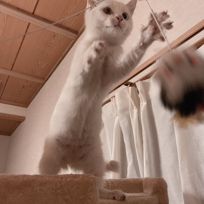 コスプレイヤー凸守たかねのTwitter画像5