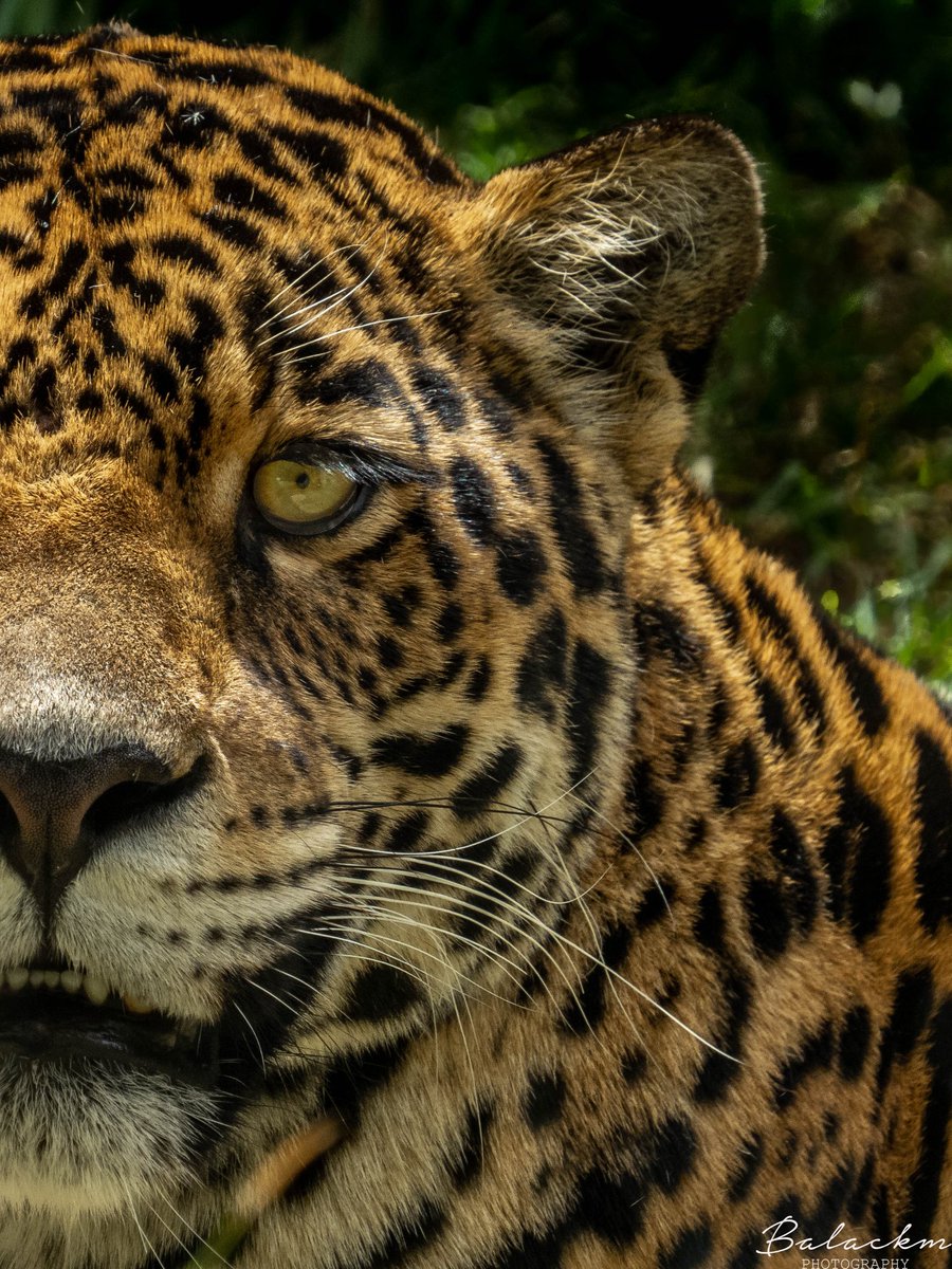 Oscar Alejandro tweet media