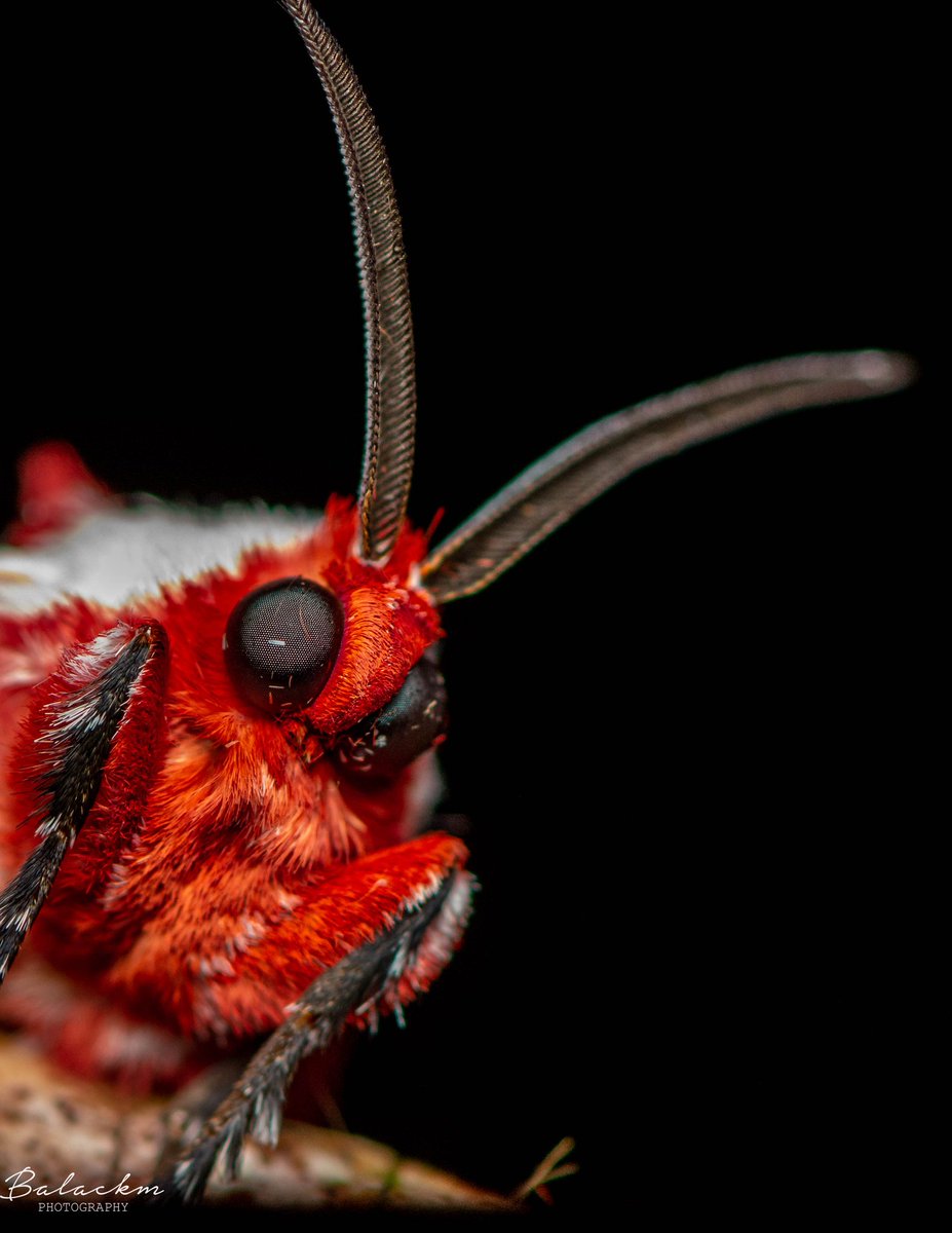 Oscar Alejandro tweet media