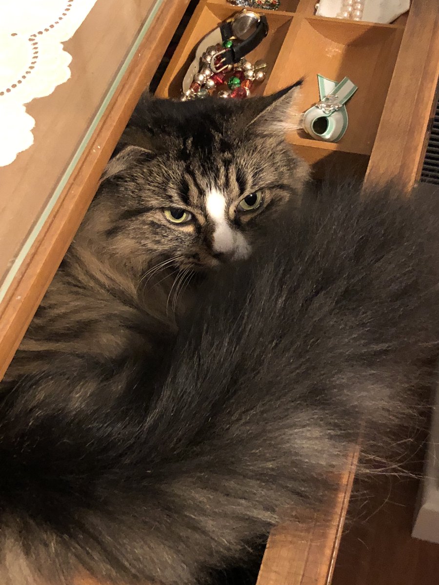 Question for all my pals. What’s the cutest thing you do that makes your humans happy to see? Provide a picture if you can. Mommy loves it when I get into unusual places. She also thinks I’m cute when I fluff my tail, so this is a two-fer! https://t.co/tnD561CYkM