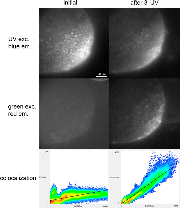 MixIndentations's tweet photo. #DAPI and Hoechst dyes can be photoconverted with UV to forms that would be seen in green and red channels.

Avoid this issue by capturing channels in longer wavelengths first and/or by limiting UV exposure.

https://t.co/K97PdREHMH https://t.co/3zkeSAdH4f
