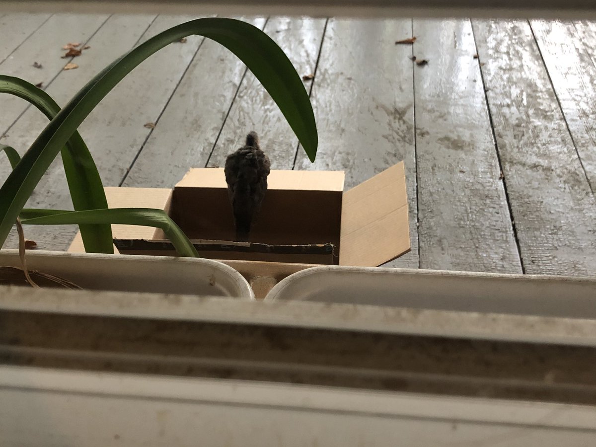We took it onto our side porch, gave it some food and water. It’s currently snoozing on one of the boxes I use for jumps. If it’s still there tomorrow, we’ll call wildlife center.