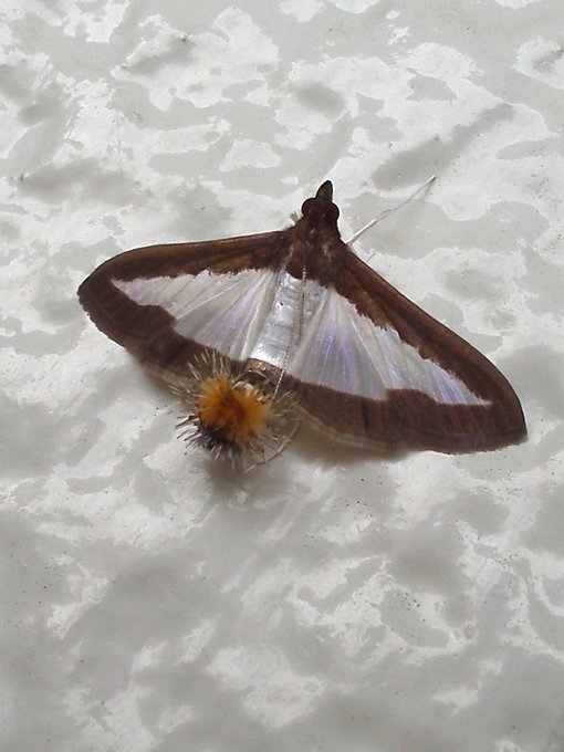 蛾のtwitterイラスト検索結果 古い順