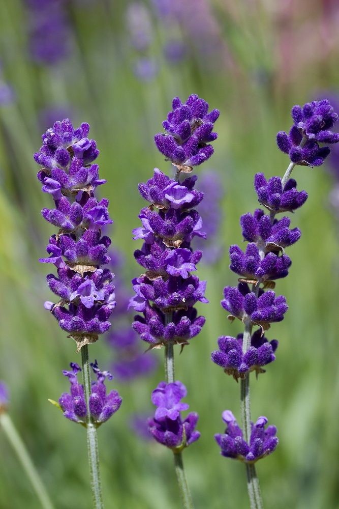 (✿) chihoon - lavender (✿)• serenity• purity• calmness