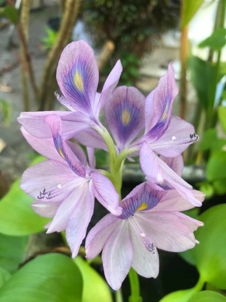 (✿) jisu - water hyacinth (✿)• energy• constancy• sincerity