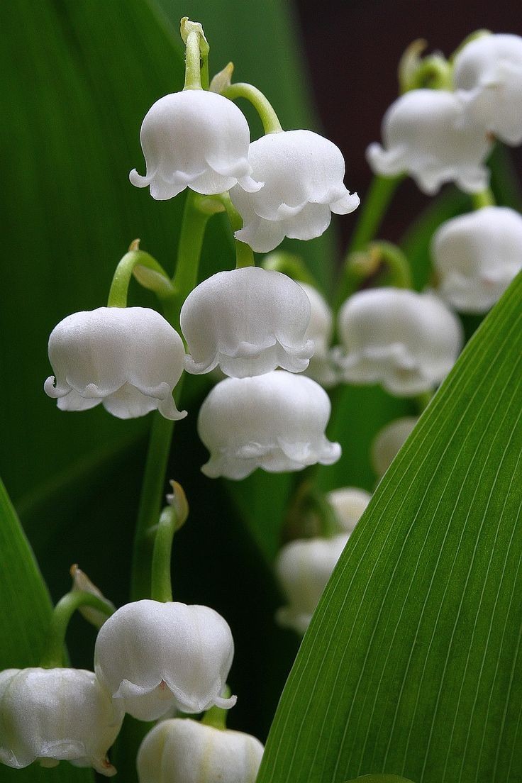 (✿) minsu - lily of the valley (✿)• happiness• kindness/sweetness• nurturing