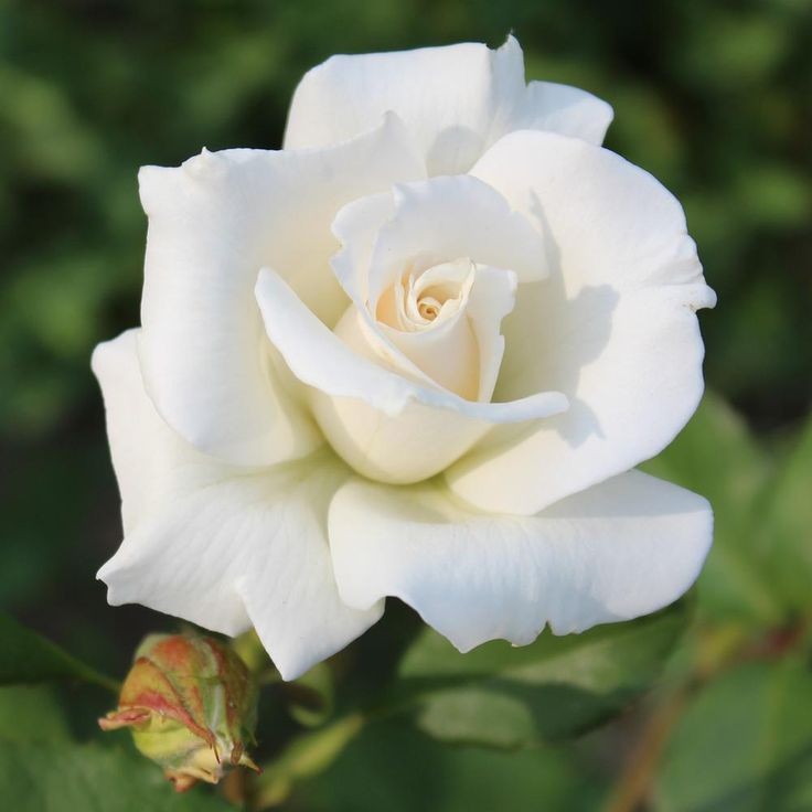 (✿) jaeyun - white rose (✿)• hope• respect• grace