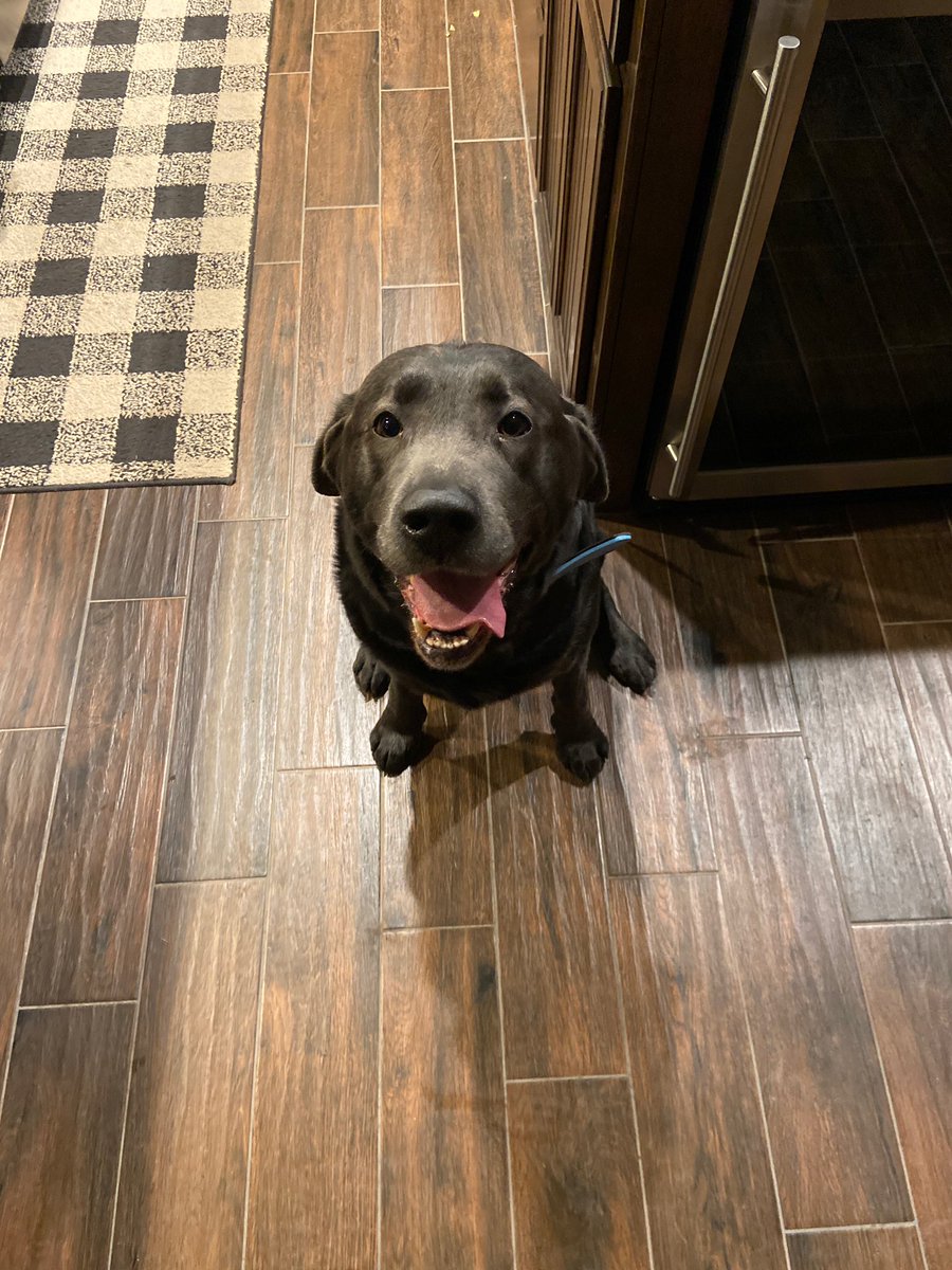 macoyr58's tweet photo. FOR SALE: Full blood  Black Labrador Retrievers Mother is a blonde and the   Father is a charcoal. DM me for prices and more details https://t.co/Mk8BBjHMgF
