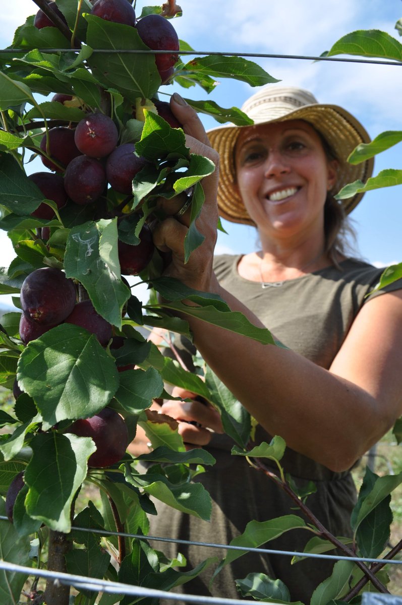 HowlingCider's tweet image. Let the picking begin! 🍎 Harvest is in full swing and we are working hard to get our fall releases out to you before the cold sets in.  So glad to have this amazing weather to carry us through! 

#LiveFreeLoveCider
#BuyBC
#BCFarmCraftedCider