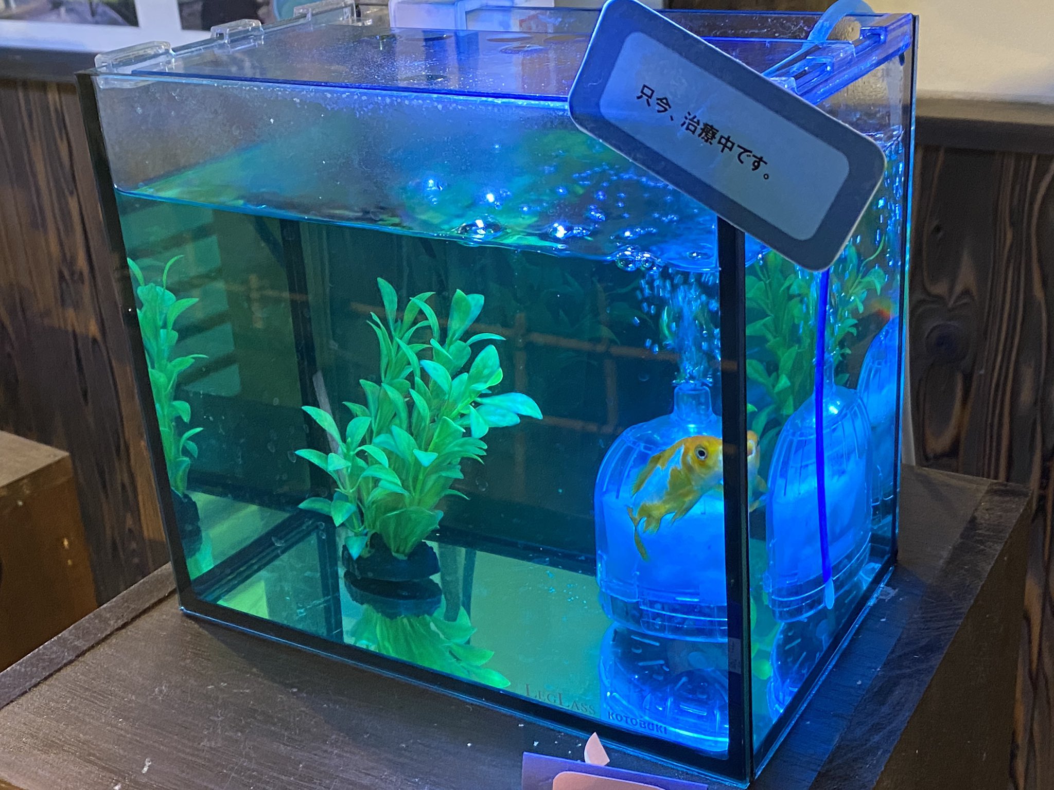 せいじ ハッピーアクト 金魚マイスター 金魚の白点病薬の定番 メチレンブルーが販売されなくなりましたね 代わりのお薬でもっとも近いのは グリーンfリキッドになるでしょうか 困ってる人も多いんじゃないかなぁと思います その他の薬も流通し