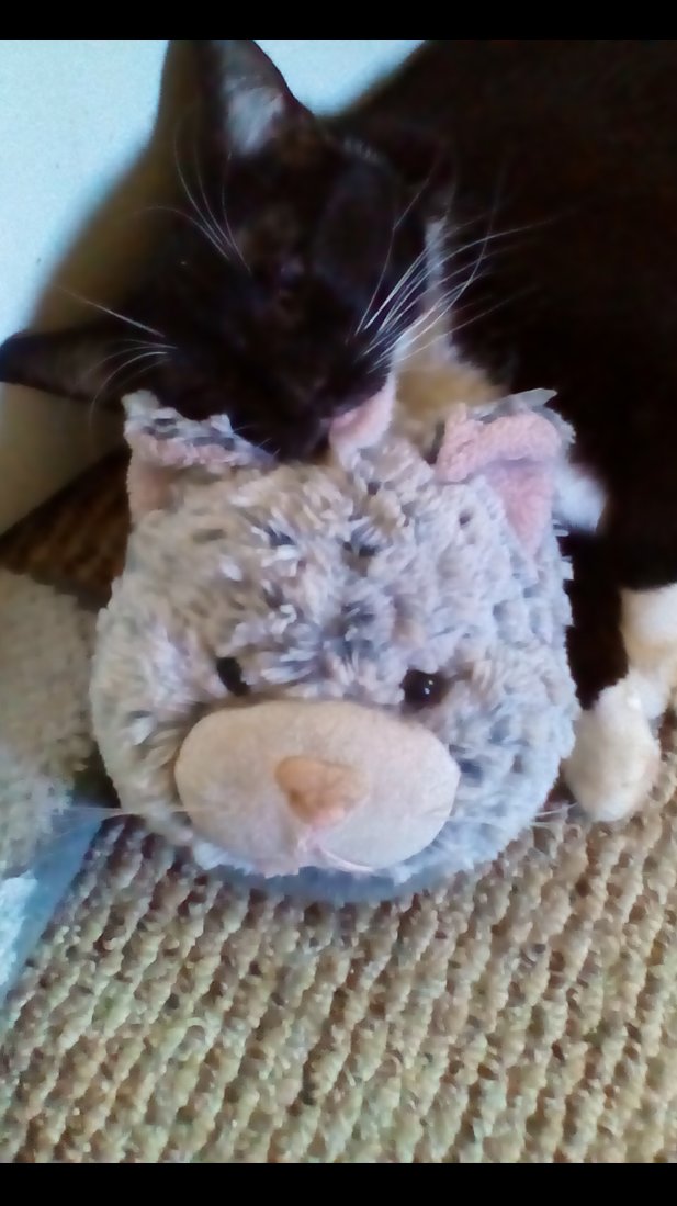 JayeRev's tweet image. They don't smoke pot, but they do seem to enjoy the contact high !!