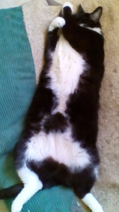 JayeRev's tweet image. They don't smoke pot, but they do seem to enjoy the contact high !!