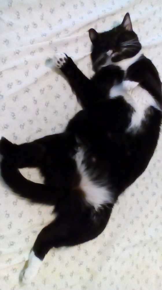 JayeRev's tweet image. They don't smoke pot, but they do seem to enjoy the contact high !!