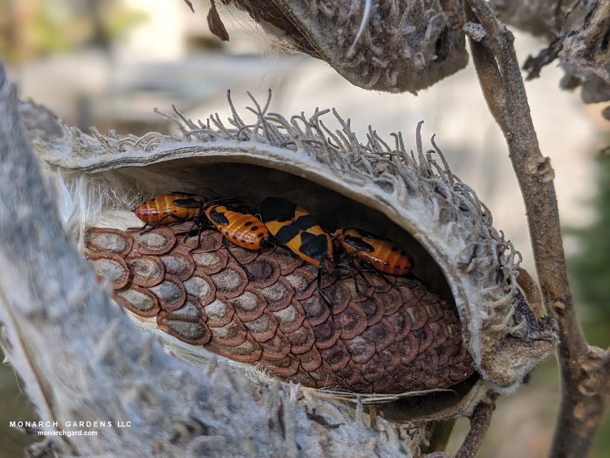 Milkweed bugs snuggled in, feeding on seed before they migrate. Asclepias is host to much more than monarchs.